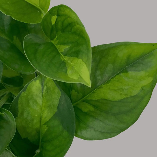 Pothos / Global Green