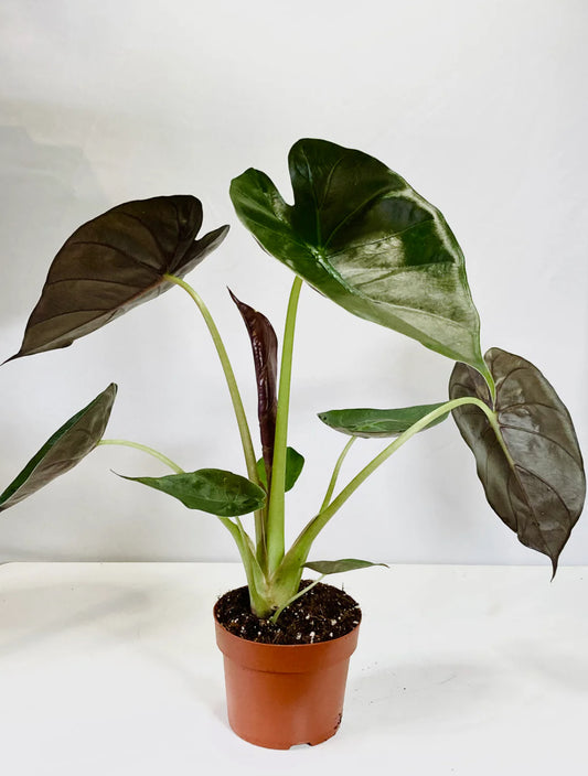 Alocasia / Wentii