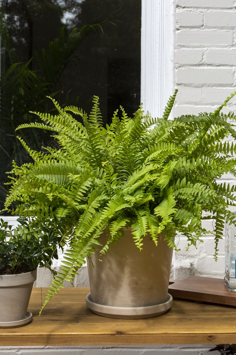 Gaetano Pot & Saucer