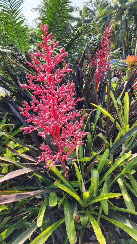 Bromeliad / Portea ‘Jungles’