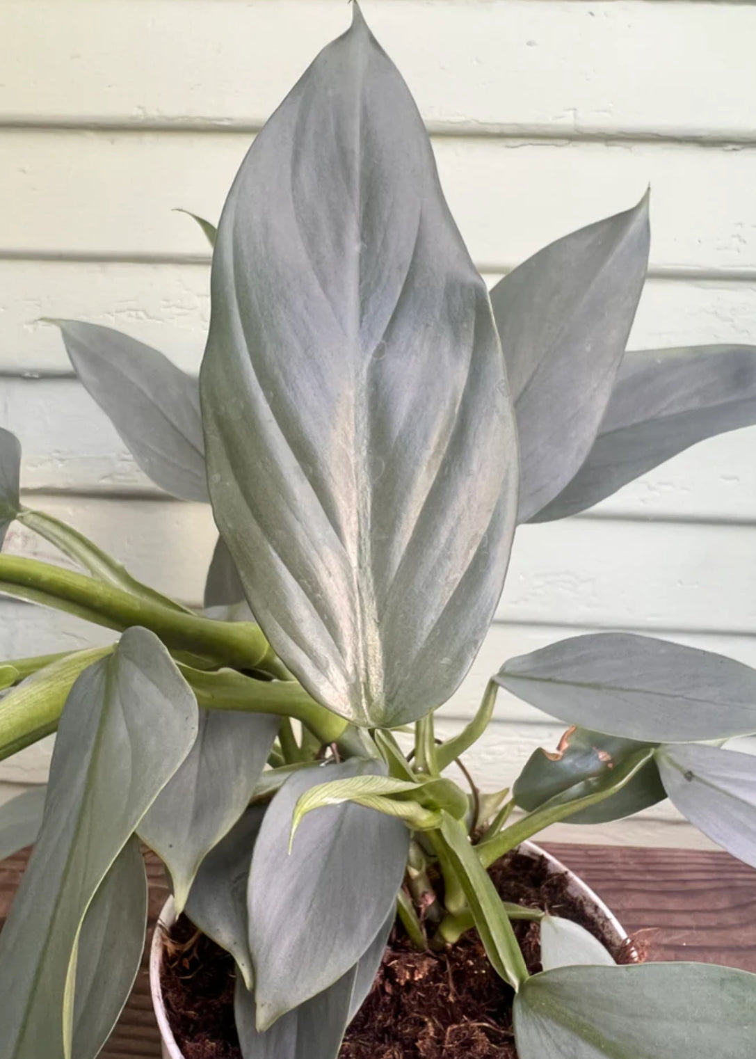 Philodendron / Silver Sword