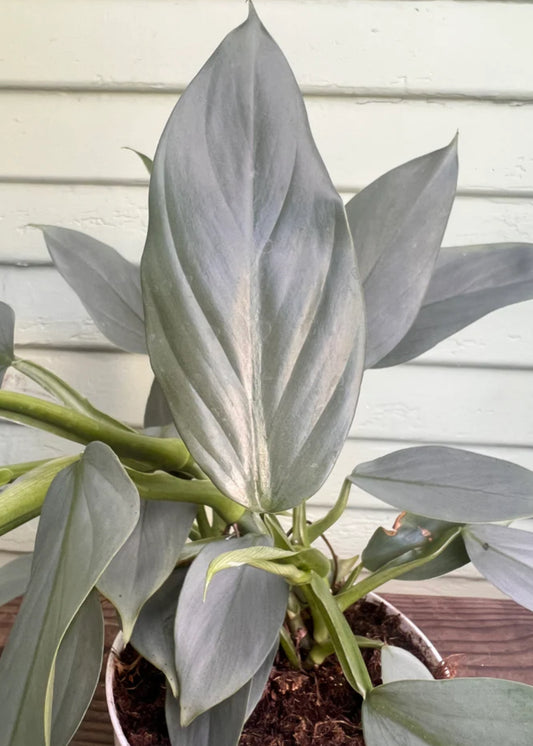 Philodendron / Silver Sword