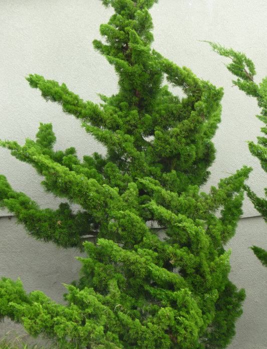 Juniperus chinensis 'Torulosa'