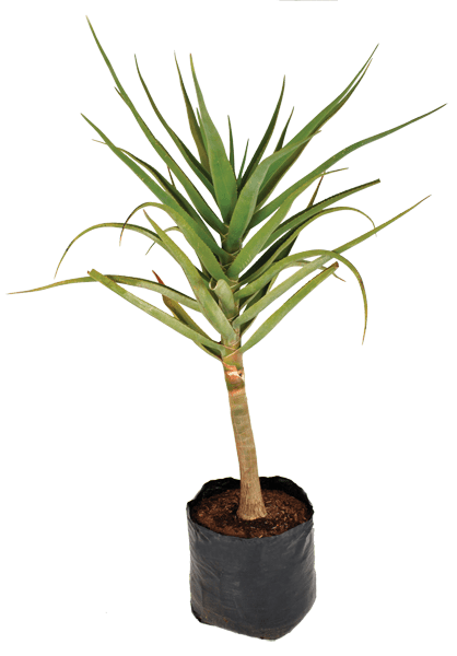 Aloe / Bainesii Tree