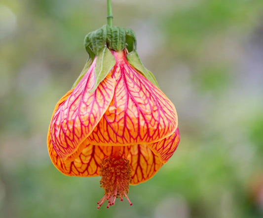 Abutilon - Chinese Lantern