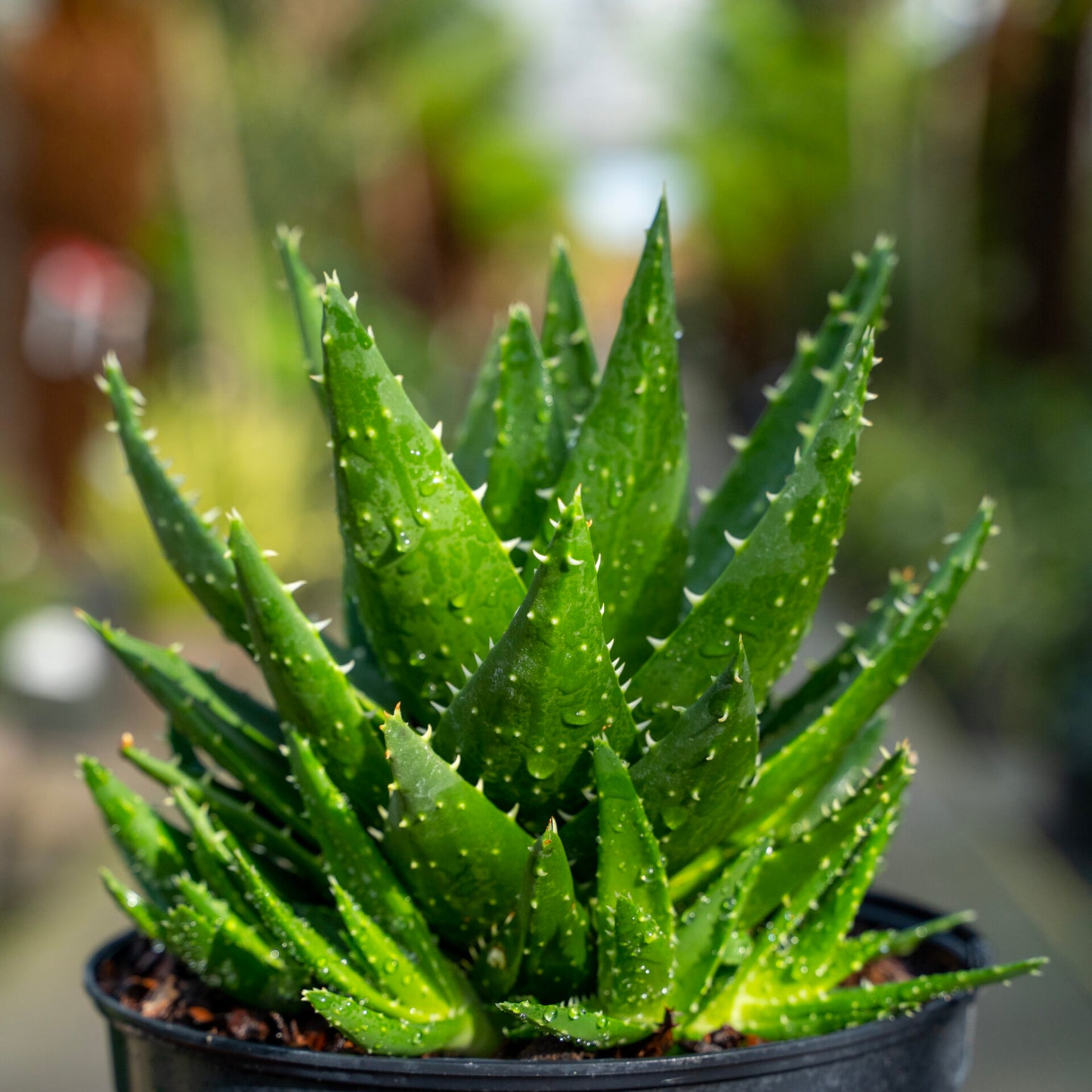 Aloe Plant - Grower's Choice