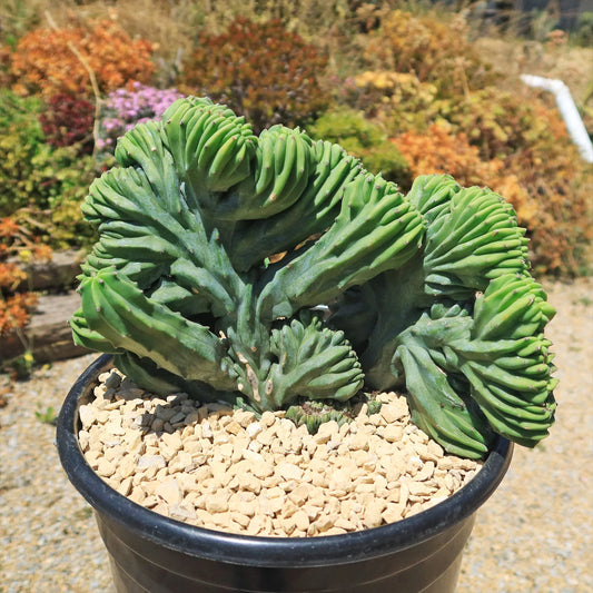 Myrtillocactus Geometrizans Crested