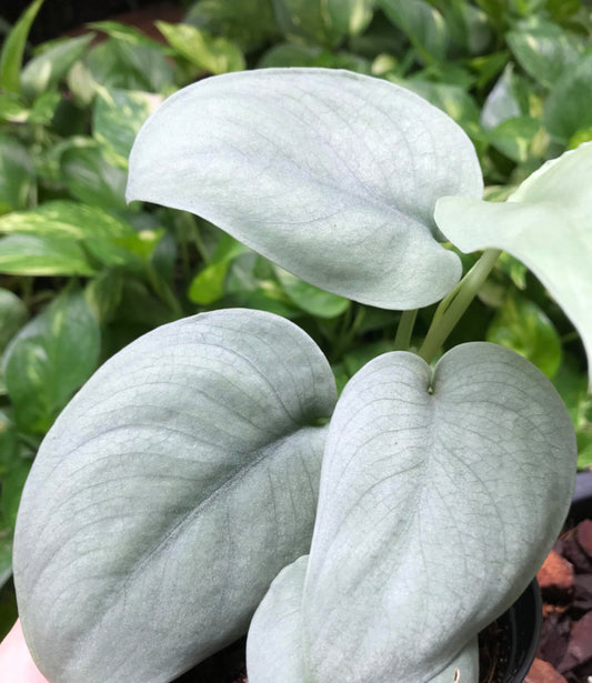 Pothos / Java Platinum