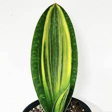 Snake Plant / Whale Fin Variegated