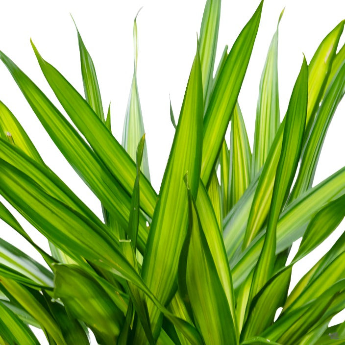 Dracaena / Randy Tip