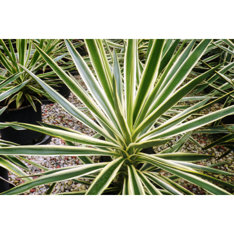 Yucca