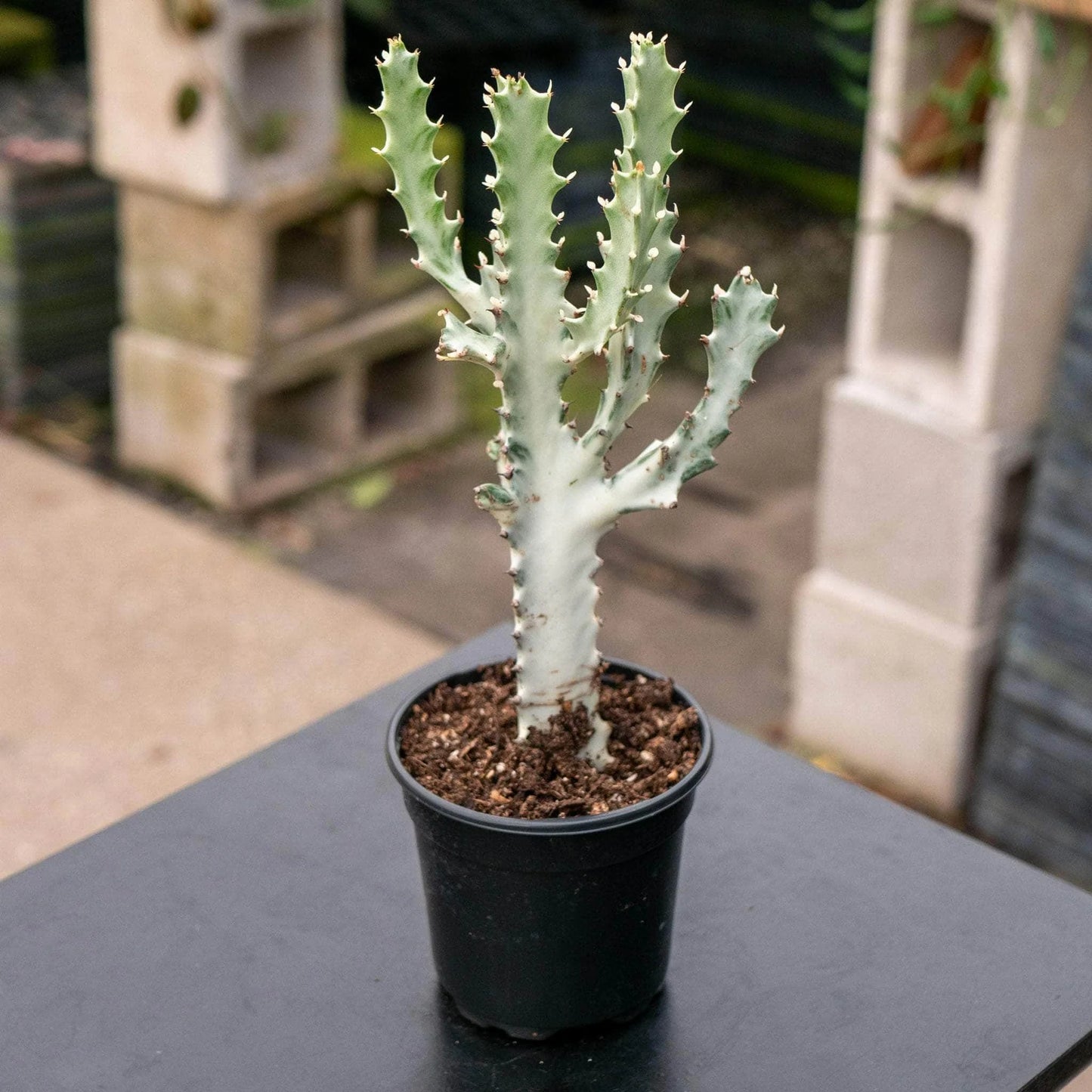 Euphorbia/ Ghost