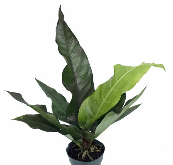 Anthurium / Water Dragon