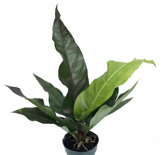 Anthurium / Water Dragon