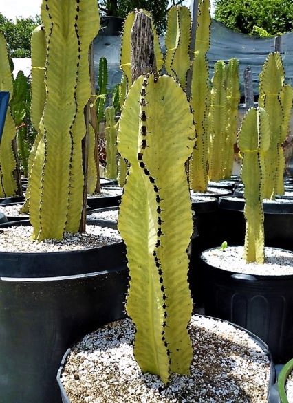 Euphorbia / Ammak Var.