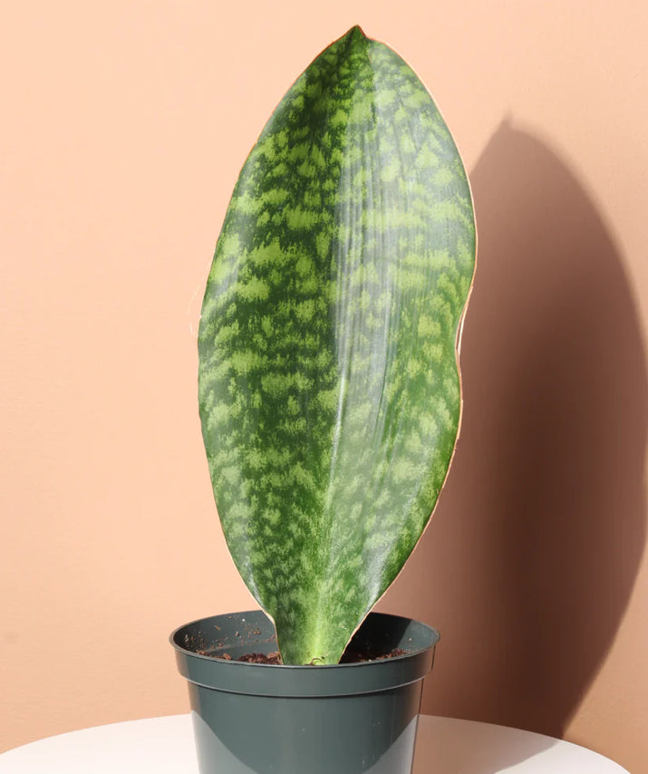 Snake Plant / Whale Fin