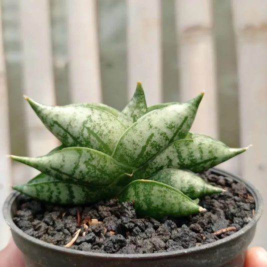 Snake Plant / Bonji