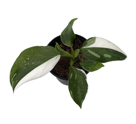 Philodendron / White Wizard