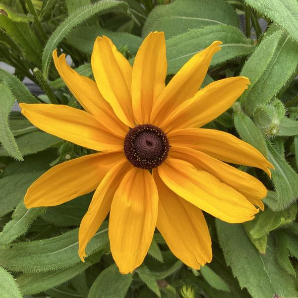 Rudbeckia