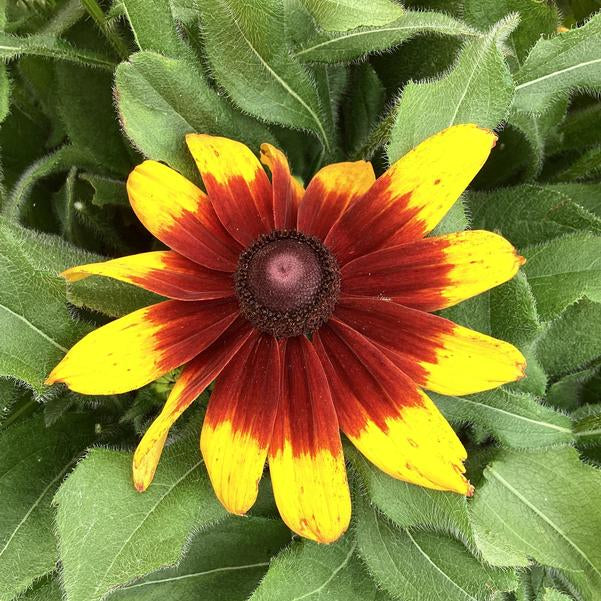 Rudbeckia