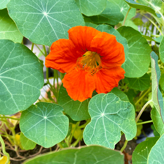 Nasturtium