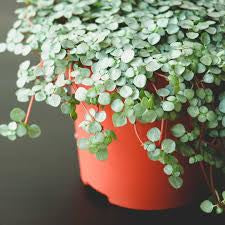 Pilea glauca