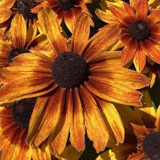 Rudbeckia