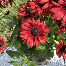 Rudbeckia