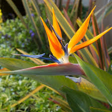 Orange Bird of Paradise