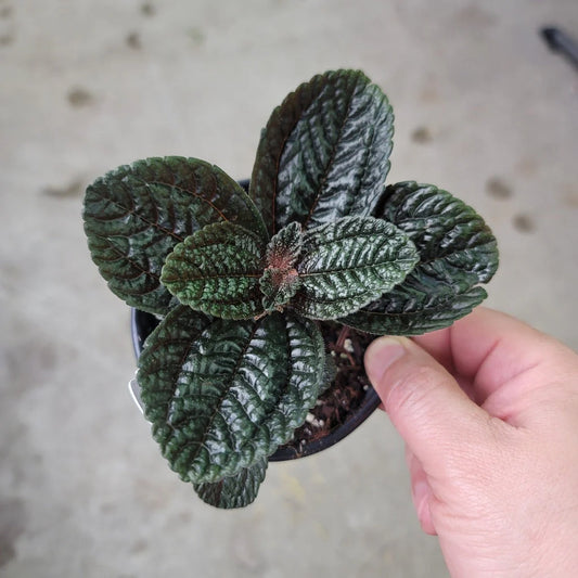 Pilea chocolate