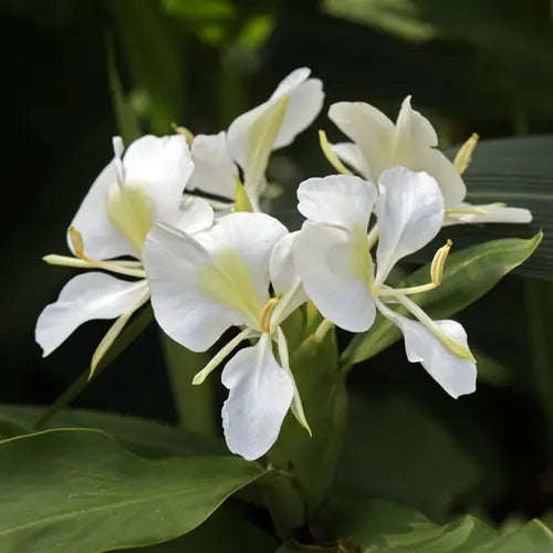 Hedychium coronarium