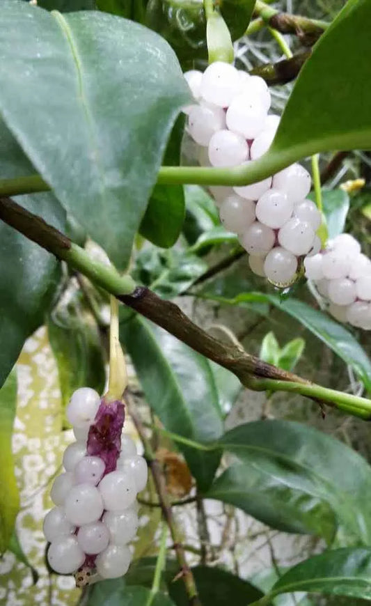 Anthurium scandens, White Pearl