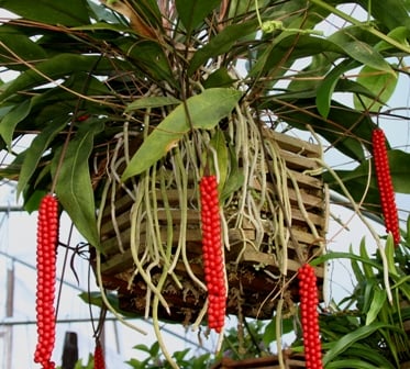 Anthurium gracile, Red Pearl