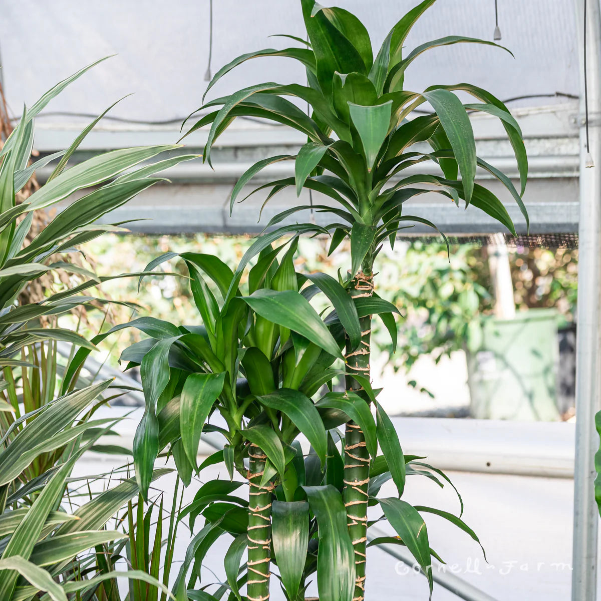 Dracaena / Black Beauty Cane