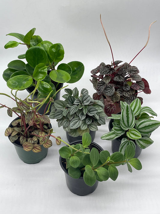 Peperomia / Grower's Choice