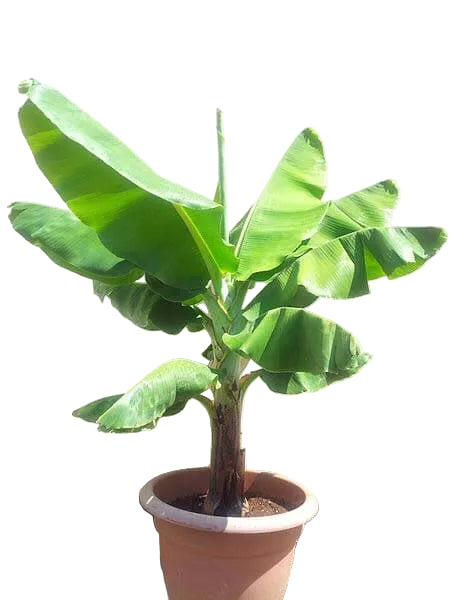 Banana - Dwarf Cavendish