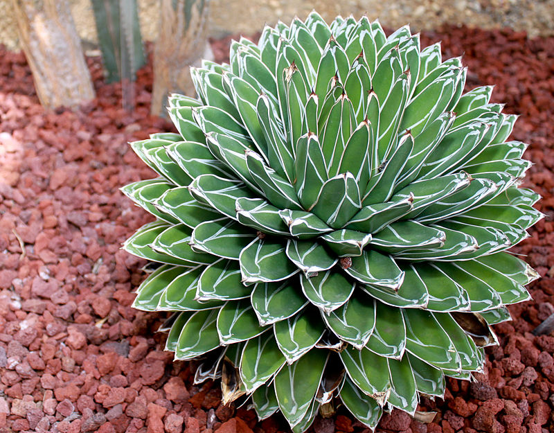 Agave