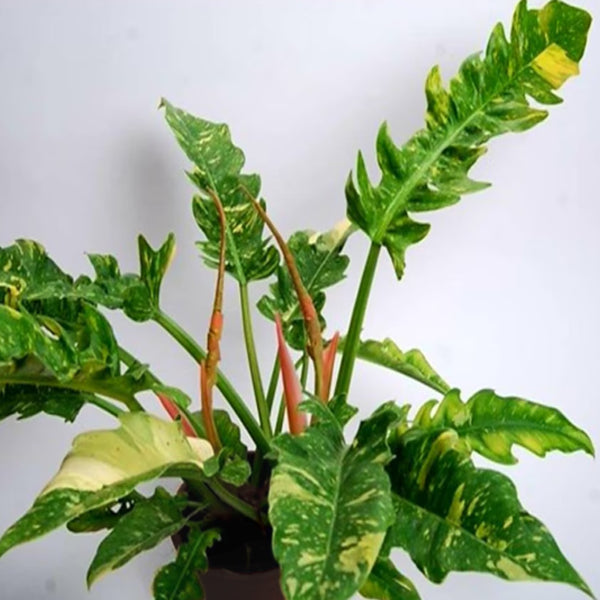 Philodendron / Ring of Fire