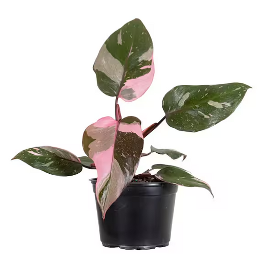 Philodendron / Pink Princess 6”