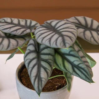 Alocasia - Silver Dragon