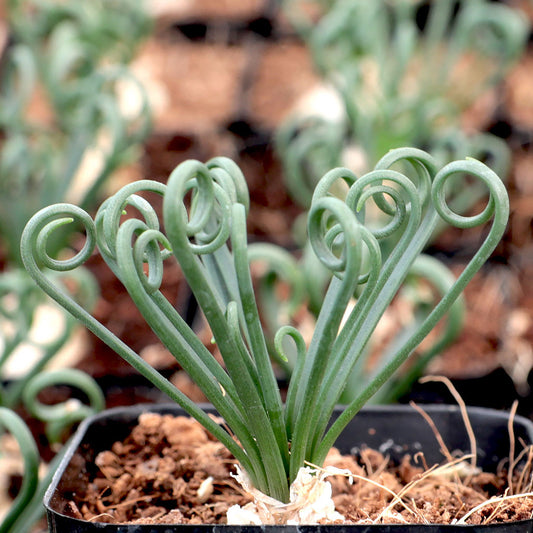 Albuca Spiralis / Frizzle Sizzle