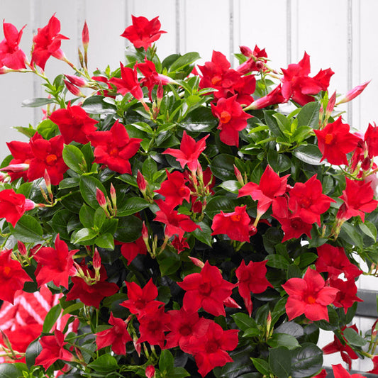 Dipladenia