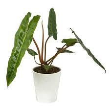 Philodendron / Orange Smooth