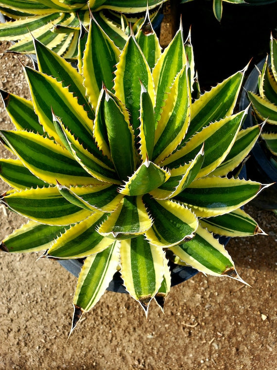 Agave