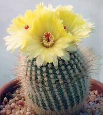 Cactus / Notocactus Scopa