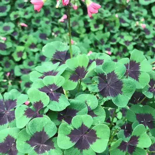Oxalis / Iron Cross