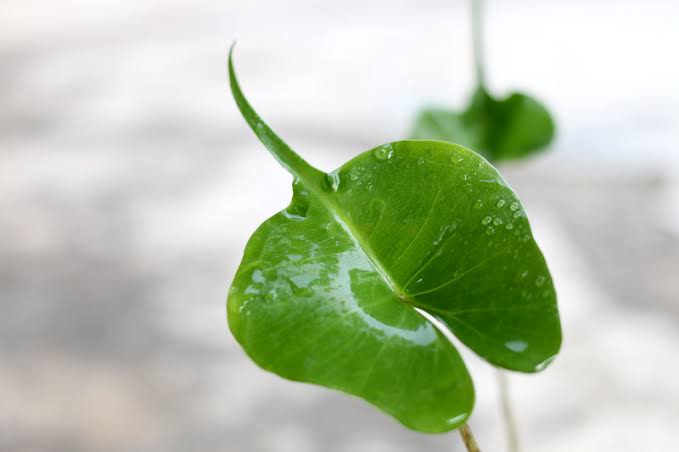 Alocasia / Stingray
