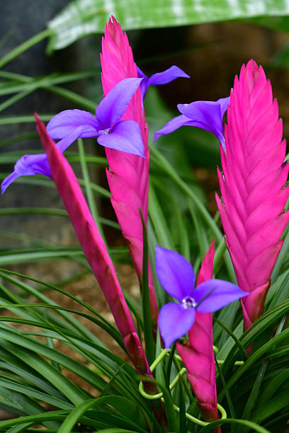 Tillandsia / Pink Quill