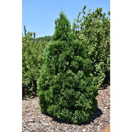 Arborvitae