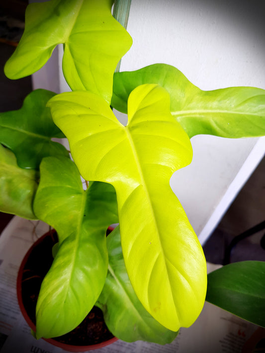 Philodendron / Golden Violin